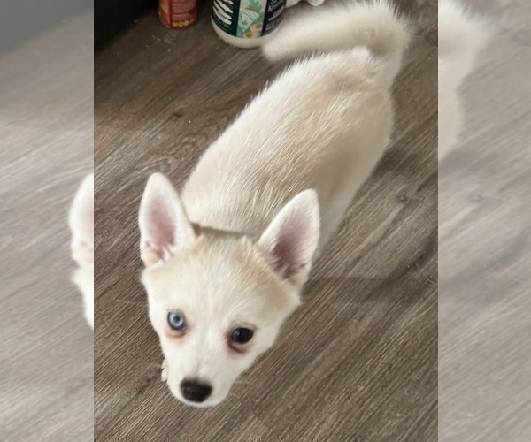Medium Photo #218 Pomsky Puppy For Sale in LOVELAND, CO, USA