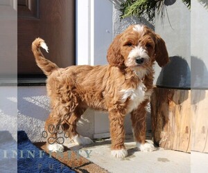 Goldendoodle Puppy for sale in NARVON, PA, USA