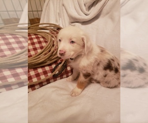 Australian Shepherd Puppy for sale in BRIGGSDALE, CO, USA