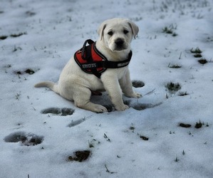 Medium Labrador Retriever