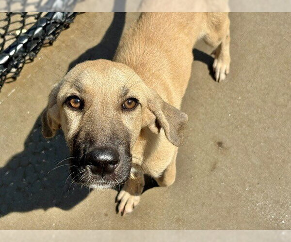 Medium Photo #1 German Shepherd Dog-Unknown Mix Puppy For Sale in Tulsa, OK, USA