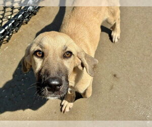 German Shepherd Dog-Unknown Mix Dogs for adoption in Tulsa, OK, USA