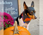 Small #1 Rat Terrier