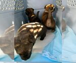 Small #1 American Staffordshire Terrier-German Shepherd Dog Mix