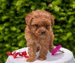 Puppy Nadia Poodle (Toy)