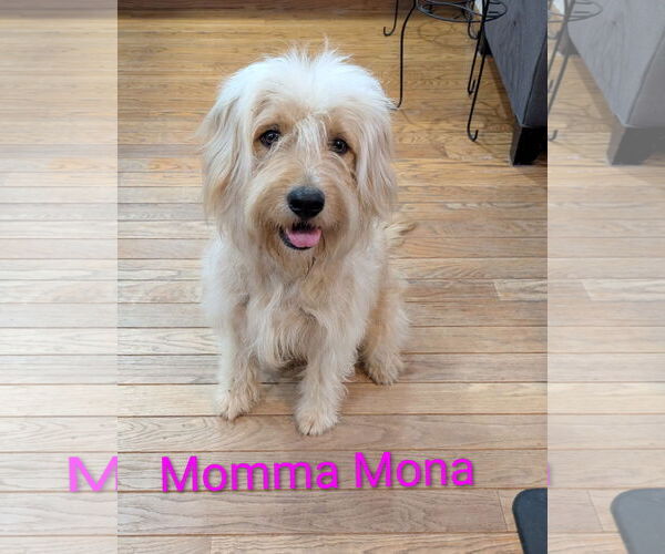 Medium Photo #3 Bearded Collie-Unknown Mix Puppy For Sale in Des Moines, IA, USA