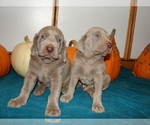 Small #4 Weimaraner