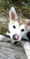 Alaskan Malamute Puppy for sale in TACOMA, WA, USA