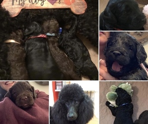 Labradoodle Puppy for sale in CENTRAL, SC, USA