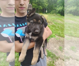 German Shepherd Dog Puppy for sale in BEAVER FALLS, PA, USA