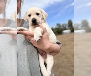 Medium Labrador Retriever