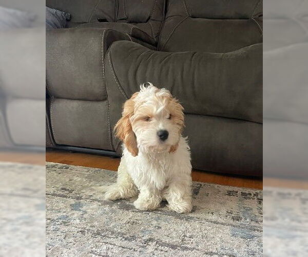 Medium Photo #2 Cavalier King Charles Spaniel Puppy For Sale in Wheaton, IL, USA