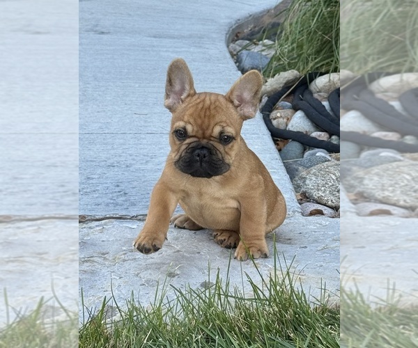 Medium Photo #1 French Bulldog Puppy For Sale in AURORA, CO, USA