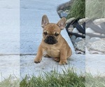 Image preview for Ad Listing. Nickname: Bruno
