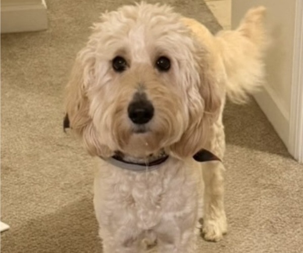 Medium Photo #1 Goldendoodle Puppy For Sale in MOORESVILLE, NC, USA