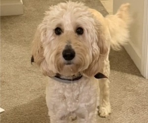 Mother of the Goldendoodle puppies born on 12/13/2025