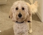 Small Photo #1 Goldendoodle Puppy For Sale in MOORESVILLE, NC, USA