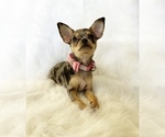 Small #7 Chihuahua