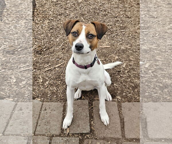 Medium Photo #6 Beagle-Unknown Mix Puppy For Sale in Bloomingdale, NJ, USA