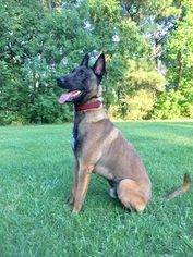 Belgian Malinois Puppy for sale in MANDEVILLE, LA, USA