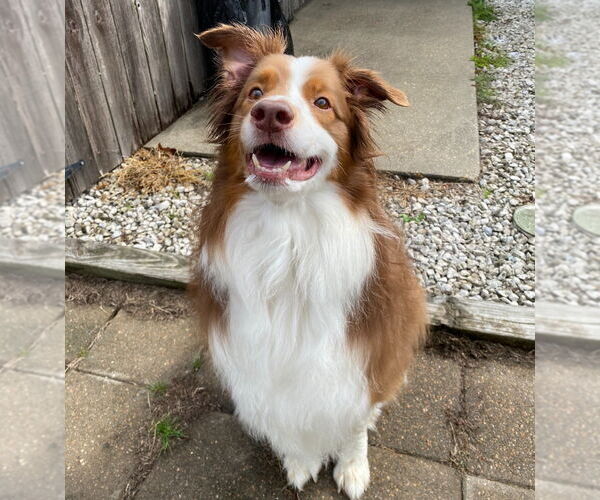 Medium Photo #2 Australian Shepherd-Unknown Mix Puppy For Sale in Canton, CT, USA