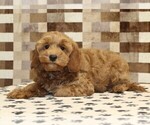 Small #1 Cavapoo (Miniature)