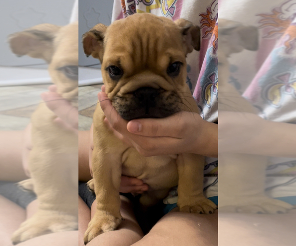 Medium Photo #3 English Bulldog Puppy For Sale in SPRING, TX, USA