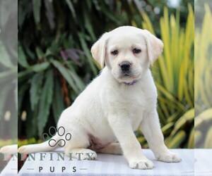 Labrador Retriever Puppy for sale in GORDONVILLE, PA, USA