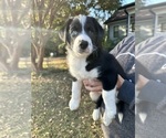 Puppy 1 Labradoodle-Miniature Australian Shepherd Mix