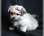 Small Photo #4 Maltipom Puppy For Sale in ROCK VALLEY, IA, USA