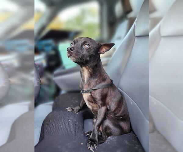 Medium Photo #1 Chihuahua-Unknown Mix Puppy For Sale in San Antonio, TX, USA