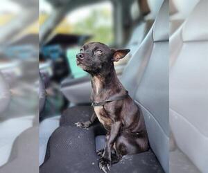 Chihuahua-Unknown Mix Dogs for adoption in San Antonio, TX, USA