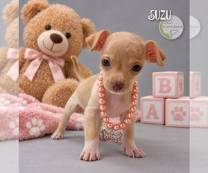 Chihuahua Dogs for adoption in Benton, LA, USA