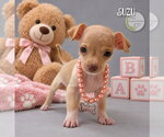 Small Chihuahua