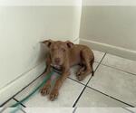 Small American Pit Bull Terrier Mix