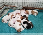 Small Photo #10 Basset Hound Puppy For Sale in CLAREMORE, OK, USA