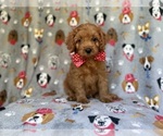 Small #7 Cavapoo (Miniature)