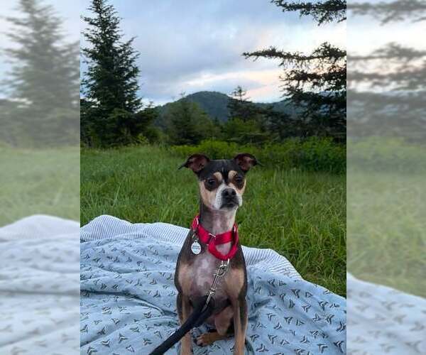 Medium Photo #1 Chihuahua-Unknown Mix Puppy For Sale in Candler, NC, USA