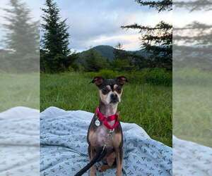Chihuahua-Unknown Mix Dogs for adoption in Candler, NC, USA