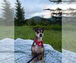 Small Chihuahua Mix