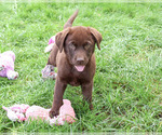 Mabel - Female Labrador Retriever Puppy for Sale - Photo #5