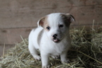 Puppy 7 Jack Russell Terrier-Unknown Mix