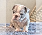 Small #17 English Bulldog
