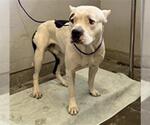 Small American Pit Bull Terrier
