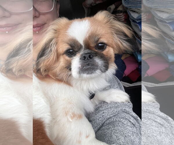 Medium Photo #2 Pekingese Puppy For Sale in St. Louis Park, MN, USA