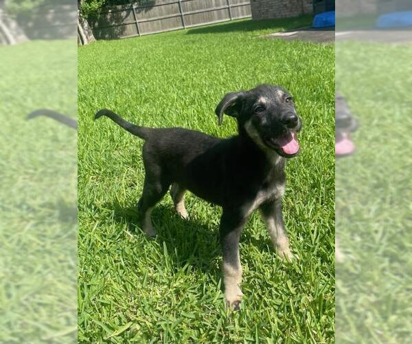 Medium Photo #3 German Shepherd Dog-Unknown Mix Puppy For Sale in Rosenberg, TX, USA