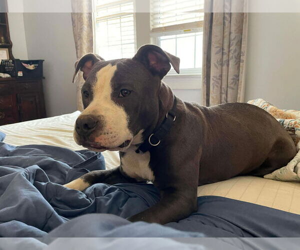 Medium Photo #3 Bulldog-Unknown Mix Puppy For Sale in Rustburg, VA, USA