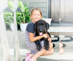 Small Golden Labrador-Poodle (Standard) Mix