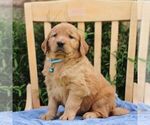 Small #4 Golden Irish