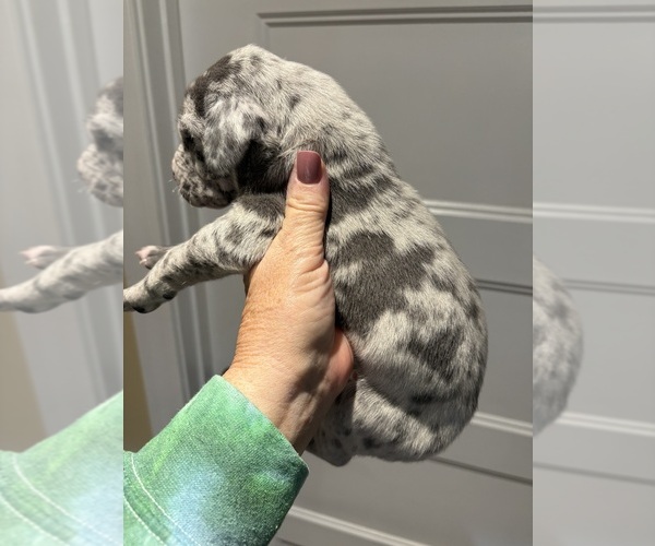 Medium Photo #11 Great Dane Puppy For Sale in CLANTON, AL, USA